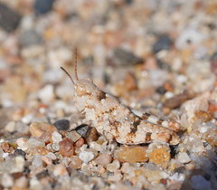 Sphingonotus erythropterus