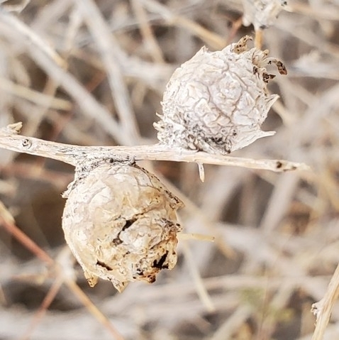 Bud-gall Tephritid