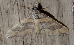 Perizoma custodiata