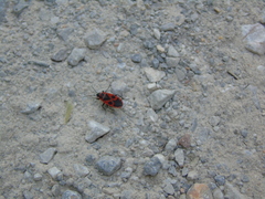 Pyrrhocoris apterus