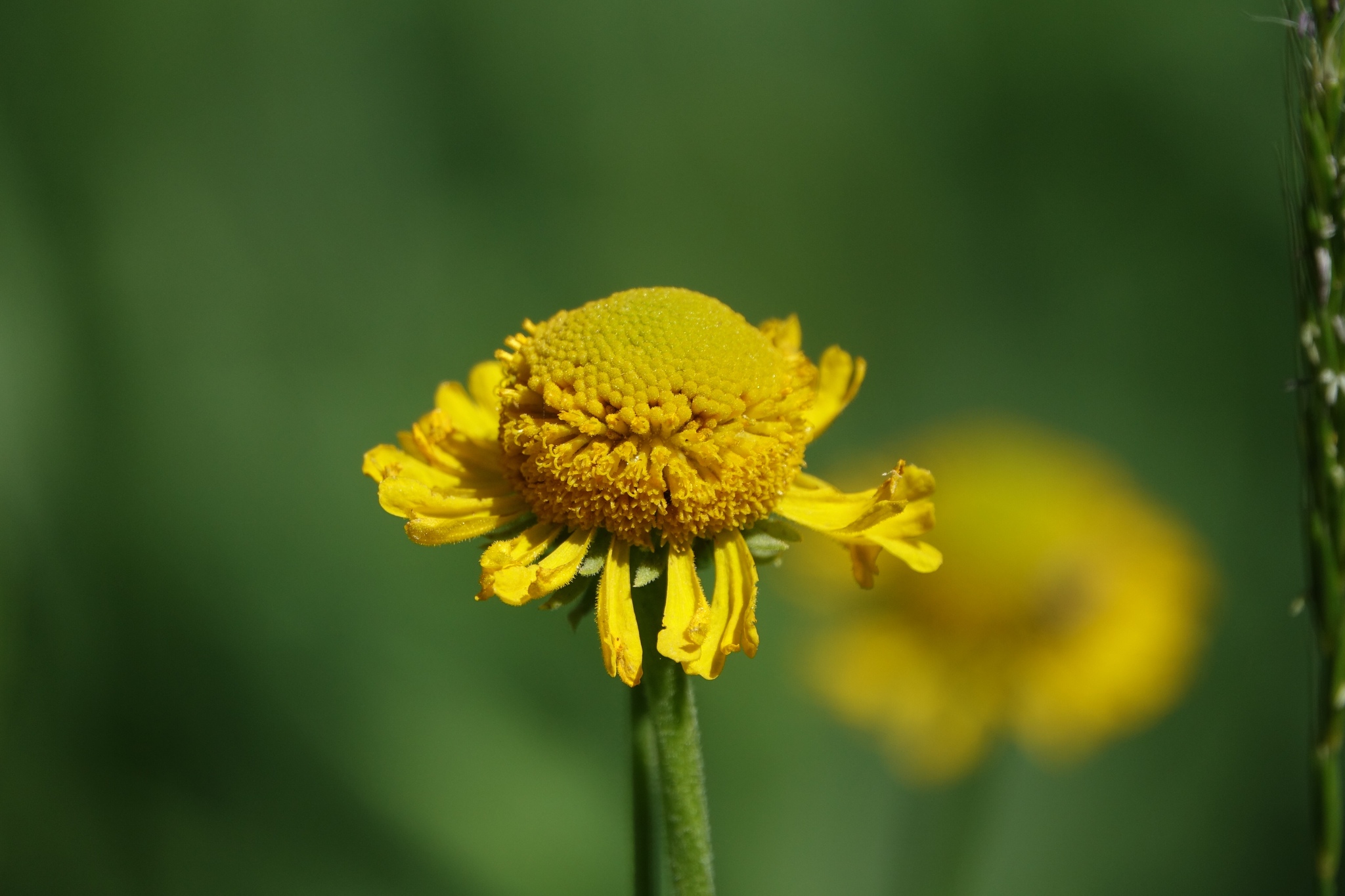 Helenium bigelovii