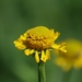 Bigelow's Sneezeweed - Photo (c) Aaron Echols, some rights reserved (CC BY-NC), uploaded by Aaron Echols