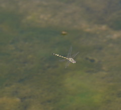 Hemicordulia intermedia