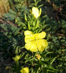 Oenothera pycnocarpa