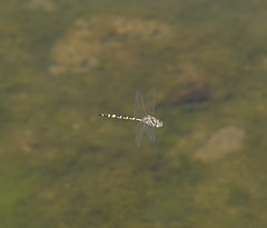 Hemicordulia intermedia