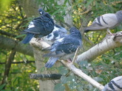 Columba livia domestica
