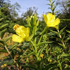 Oenothera pycnocarpa