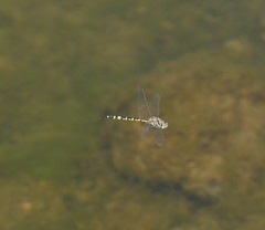 Hemicordulia intermedia