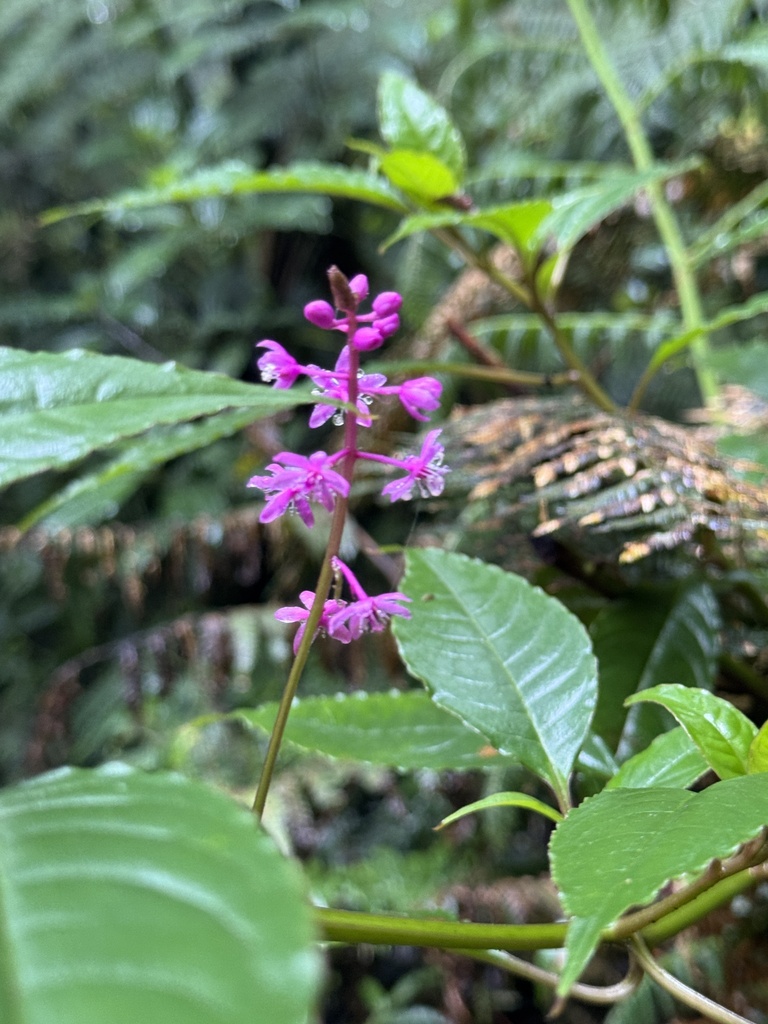 Phytolacca meziana H.Walter