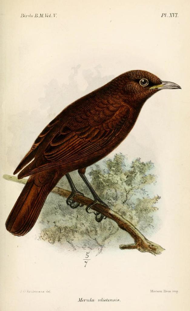 Raiatea Starling (Aplonis ulietensis) photo