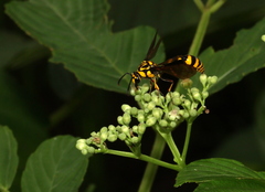 Phimenes flavopictus flavopictus