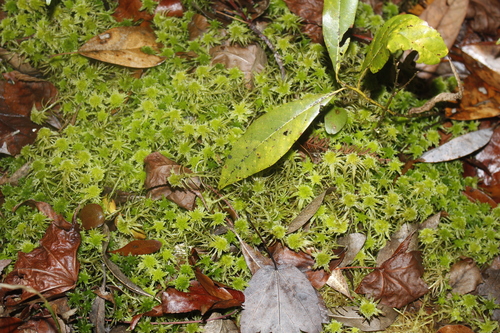 Image of Sphagnum recurvum by (c) Alex Karasoulos, some rights reserved (CC BY)