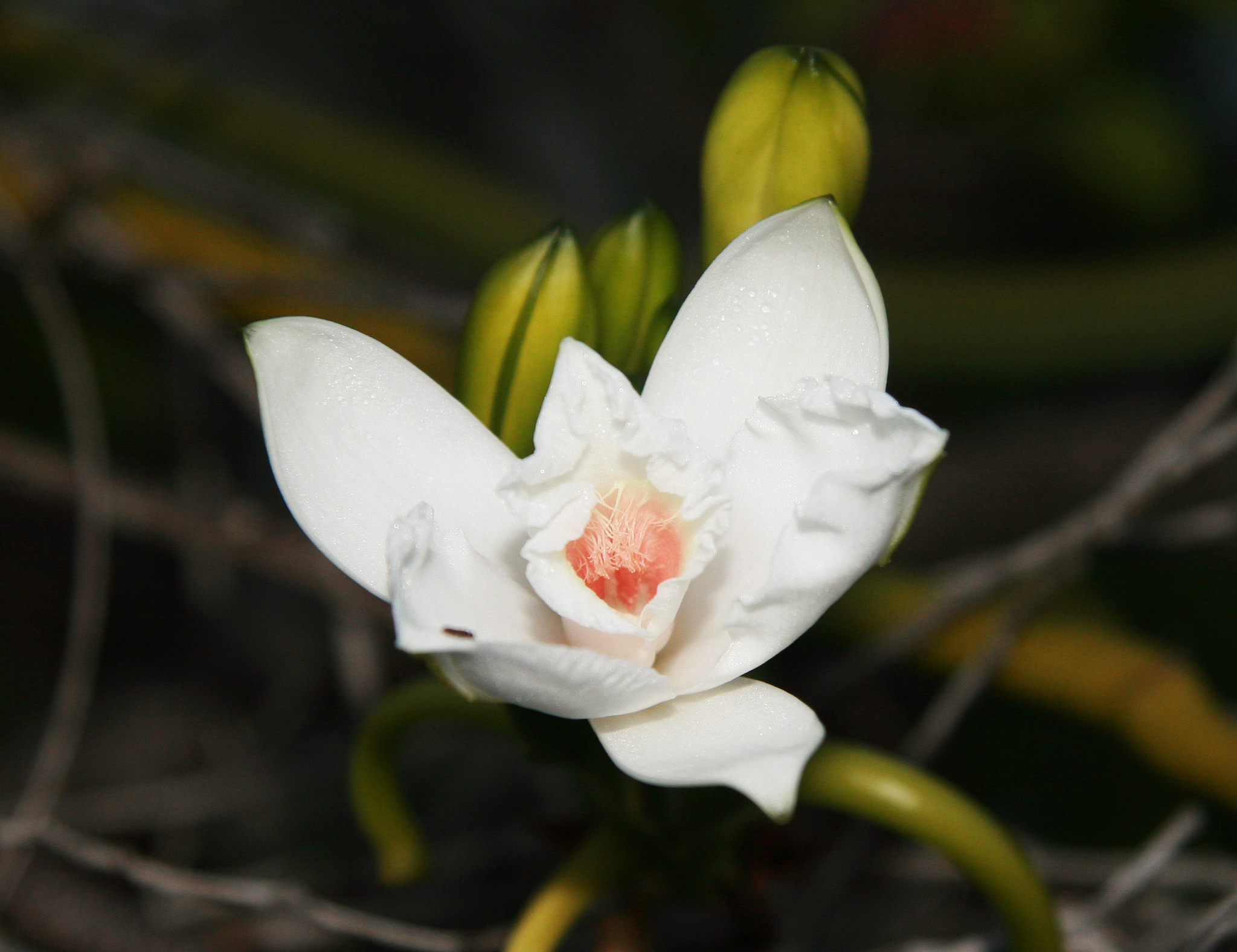Vanilla phalaenopsis · iNaturalist