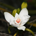 Vanilla phalaenopsis - Photo (c) willsseychelles, algunos derechos reservados (CC BY-NC)