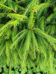 Picea morrisonicola
