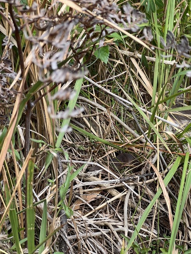 Southern Death Adder sighting