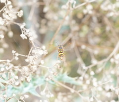 Ropalidia socialistica