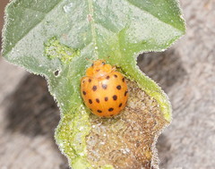 Henosepilachna sumbana