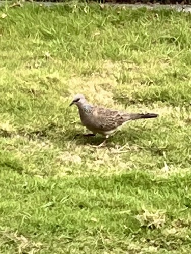 Spilopelia chinensis