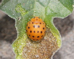 Henosepilachna sumbana