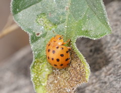 Henosepilachna sumbana