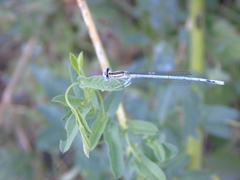 Platycnemis pennipes