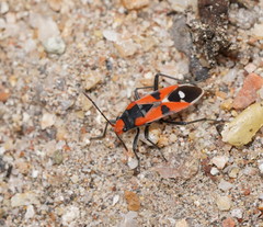 Melanerythrus mactans