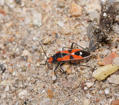 Melanerythrus mactans