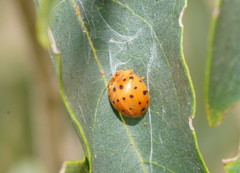 Henosepilachna sumbana