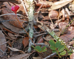 Tephrosia chrysophylla