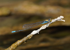 Pseudagrion aureofrons