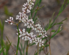 Polygonella robusta