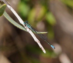 Austroagrion exclamationis