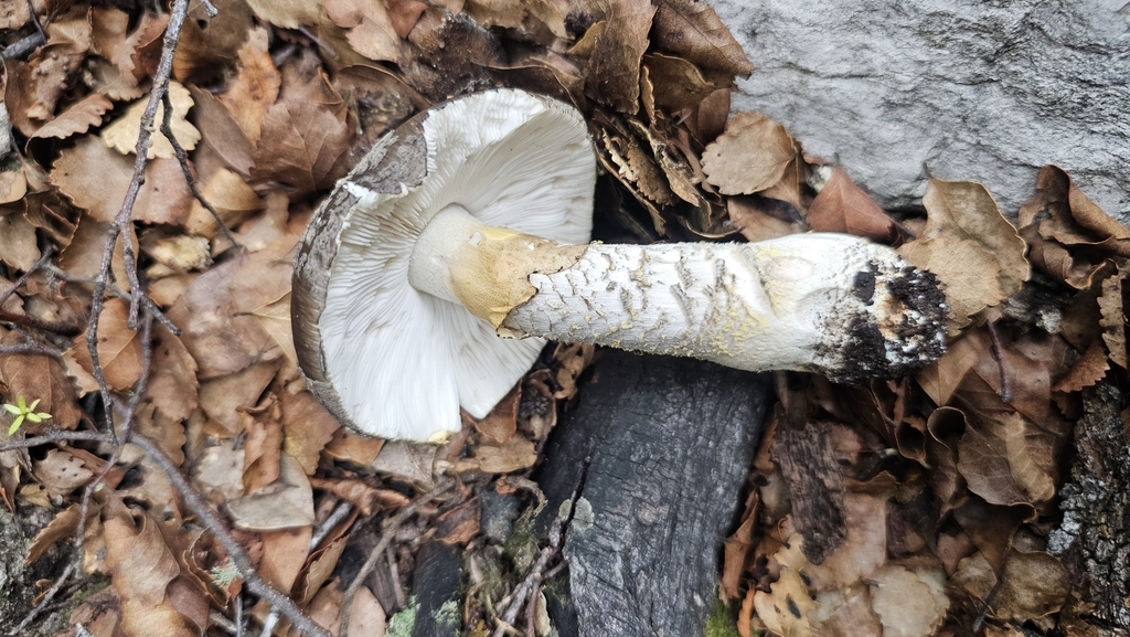Amanita nothofagi · February 2025 · photo: © henryahh (iNaturalist, cc0)