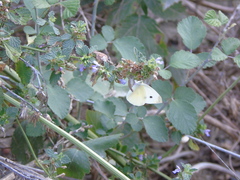 Pieris rapae
