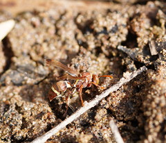 Polistes stigma townsvillensis