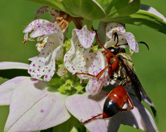 Sphex dorsalis
