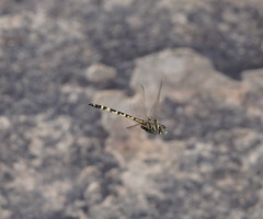 Hemicordulia intermedia