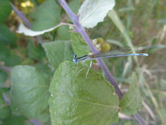 Platycnemis pennipes