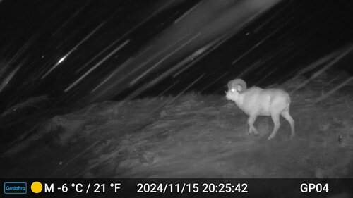 Thinhorn Sheep photographed in Alaska