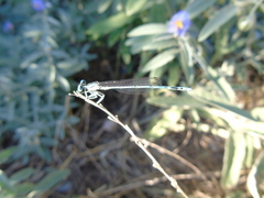 Platycnemis pennipes
