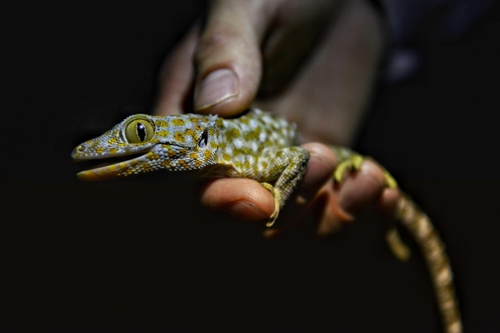 Gekko gecko