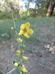 Verbascum