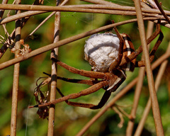Pisaurina brevipes