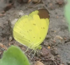 Eurema sari