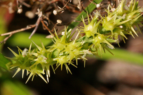 slender sandbur (Cenchrus gracillimus)