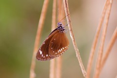 Euploea darchia