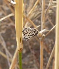 Tarucus theophrastus