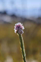 Sorocephalus lanatus