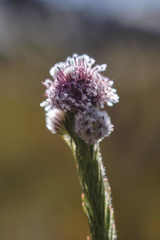 Sorocephalus lanatus